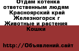 Отдам котенка ответственным людям - Красноярский край, Железногорск г. Животные и растения » Кошки   